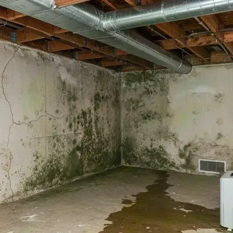 Professional Mold Removal in Metter, GA